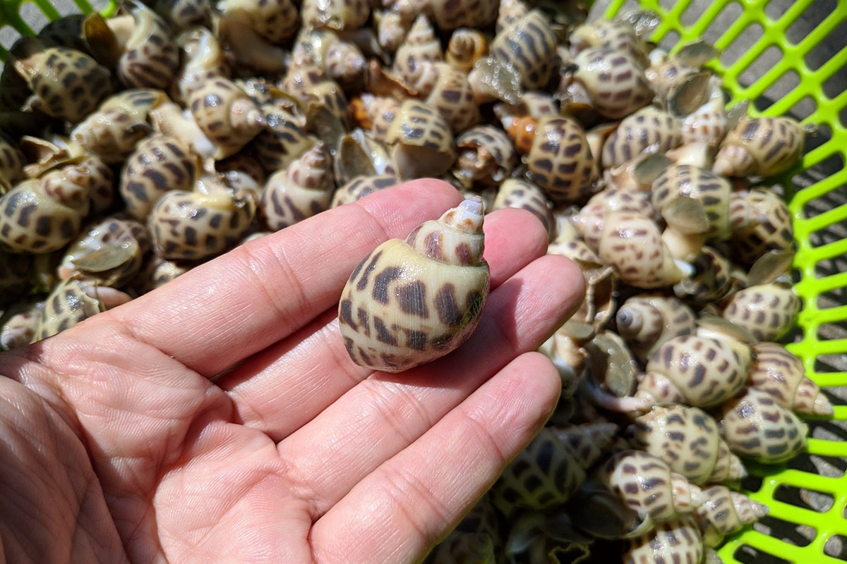 ốc hương